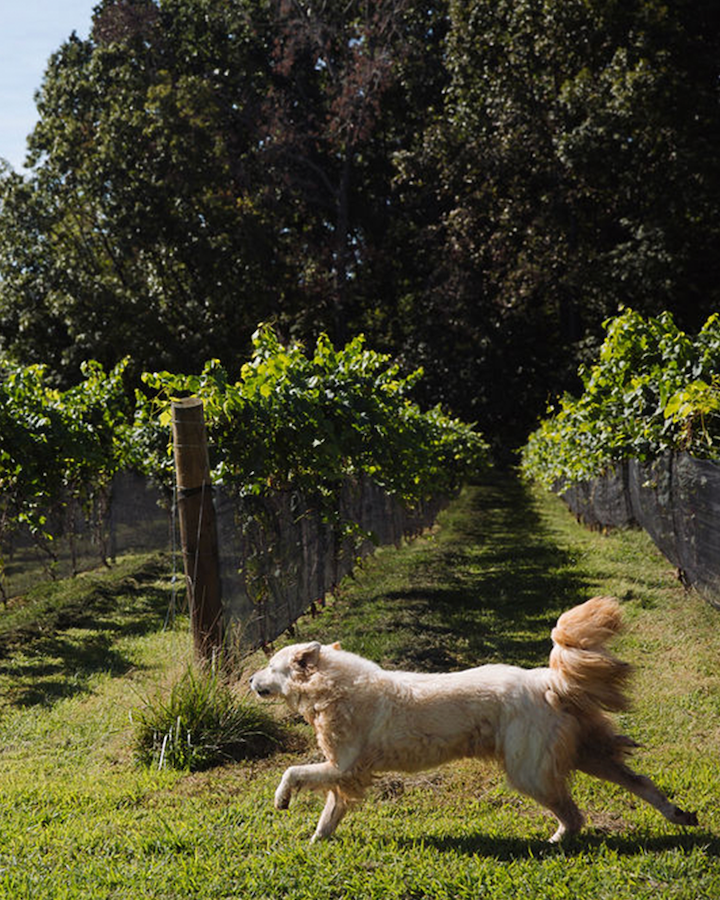 Dog running through vineyard rows