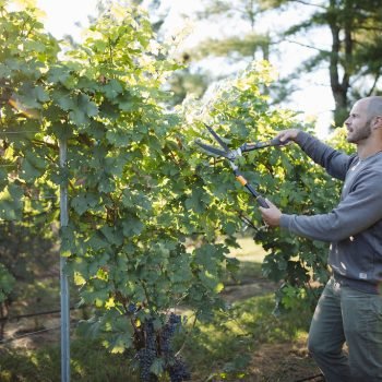 PDFamilyVineyard-110