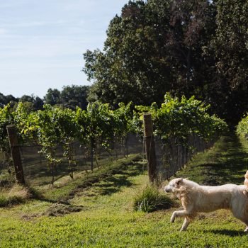 PDFamilyVineyard-163